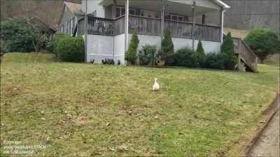 Duck has no idea what's going, it doesn't speak rooster