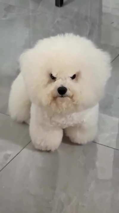 Where's my food, dude