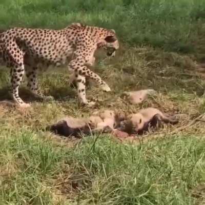 Not right now, damnit. I'm trying make sure nothing eats you.