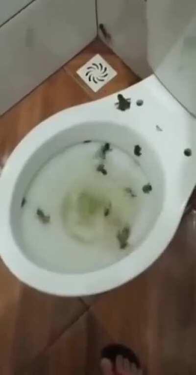 Thanks I hate it when there is extra guests in the bowl