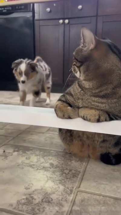 Average cat + dog relationship