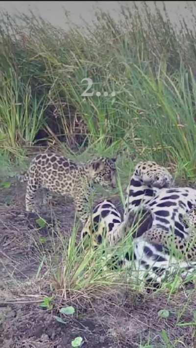 Nacieron tres cachorritos de yaguareté en el Iberá