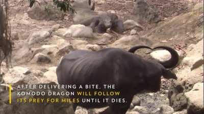 Meet some of our favorite scary animals. Happy (early) Halloween! 🎃🦇