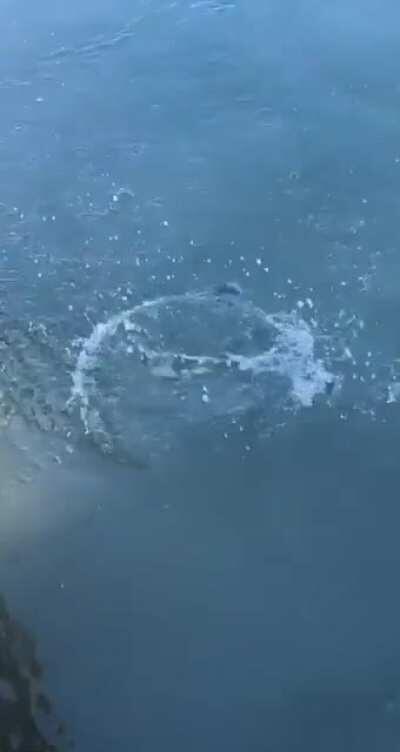 This fish almost suffocated only to be saved and then eaten