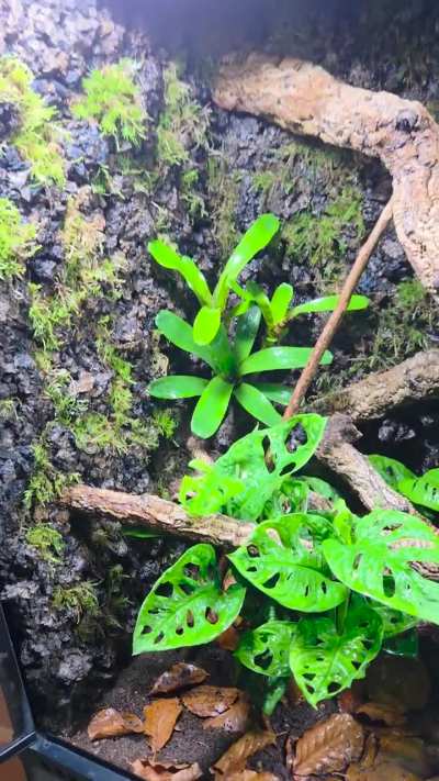 First Terrarium done