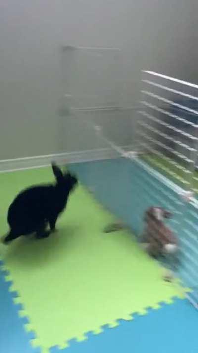 Today is zoomies time!