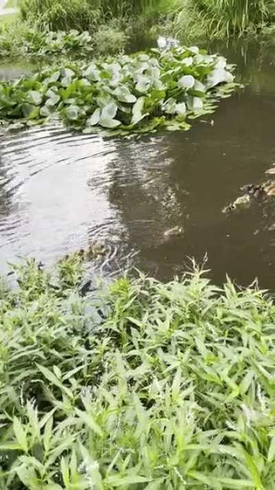 Why Do Ducks Swim in a Row? This phenomenon is so commonplace, it's become an expression. But what's the science behind getting your ducks in a row? Researchers have found the answer– ducklings save energy by surfing their mom’s waves. These swimmers are 