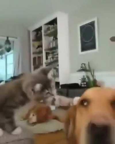 Kitten learning to pet the family dog
