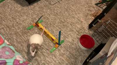 My talented pet rat Pistachio is starting to learn flyball!