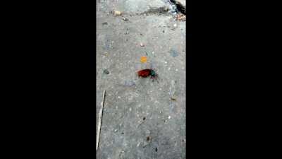 Luta épica ao som de giorno's theme (mais um meme ruim he he (´;︵;`) )