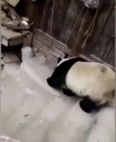 Panda trespassed onto somebody’s land