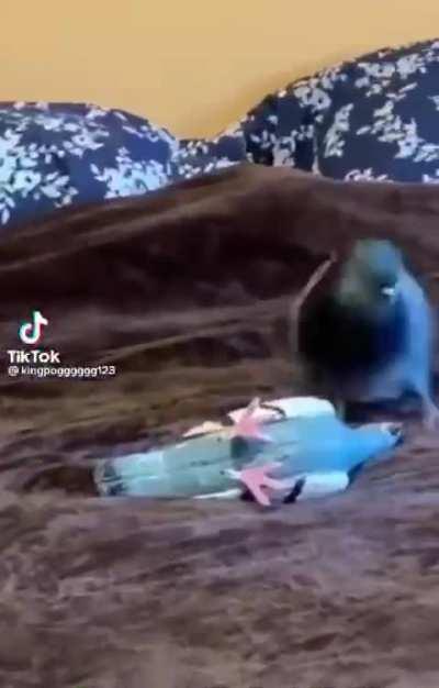Chad pigeon takes down terrorist