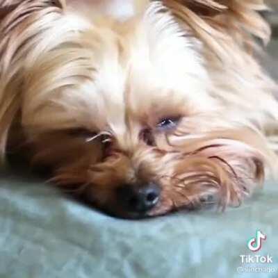 This birb is truly a dick.