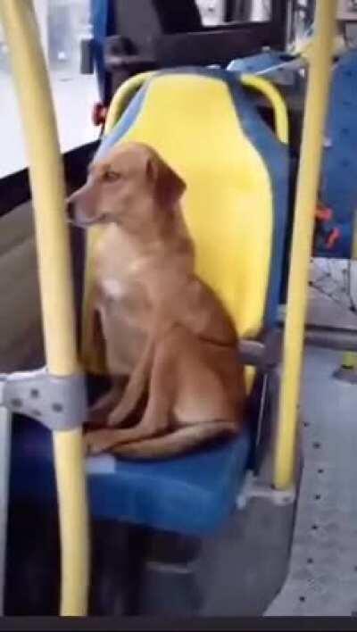 Caramel dogo wants a free ride