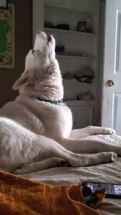 Stop squeaking....I can't take amymore!!!!!