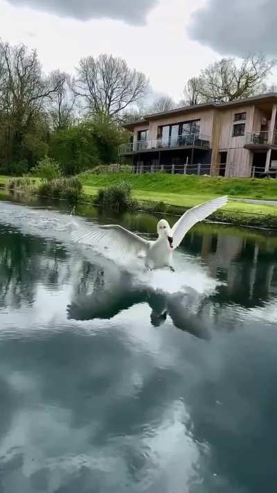 🔥. A Mute Swan using its webbed feet as hydrofoils for a high speed brake run