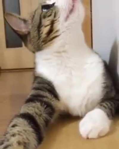 When the catnip hits