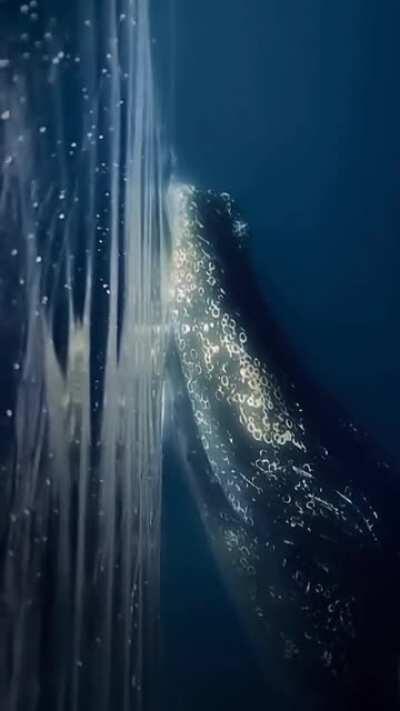 Seems like something you'd see after you die. A ghostly gentle presence.