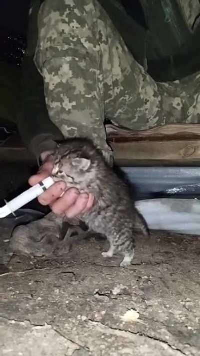 Ukrainian defender feeds a cute little kitty on the frontline 💙💛