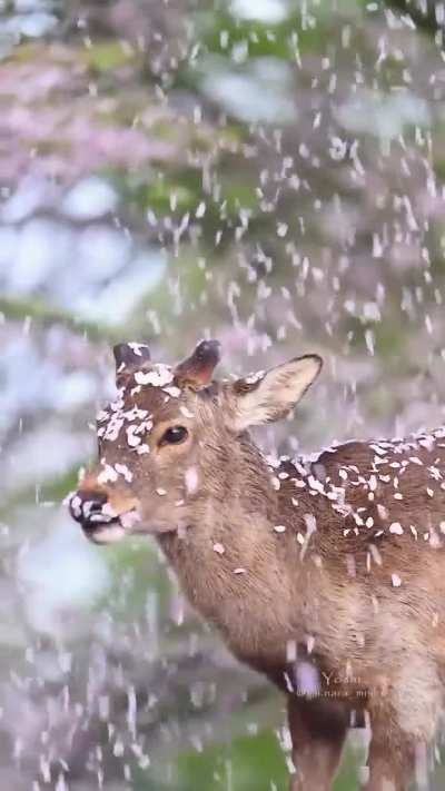 🔥 A Deer and Cherry Blossoms in Nara, Japan 🌸🦌