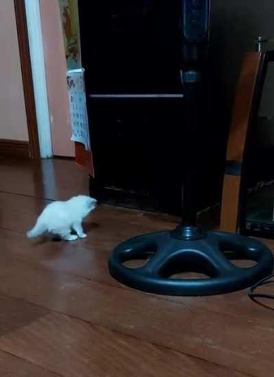 My kitten have the conductor's tail!