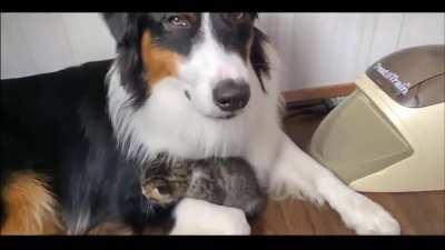 Little Kitten wants to sleep with Doggy buddy.