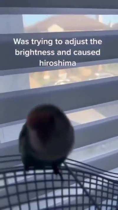 birb 😭
