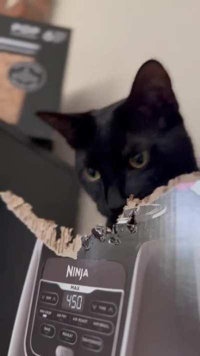 My little vampire loves to chomp on cardboard