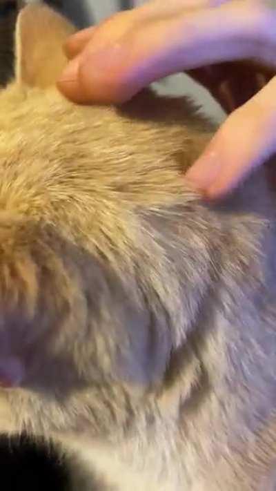 Dude love his head scritches ❤️❤️