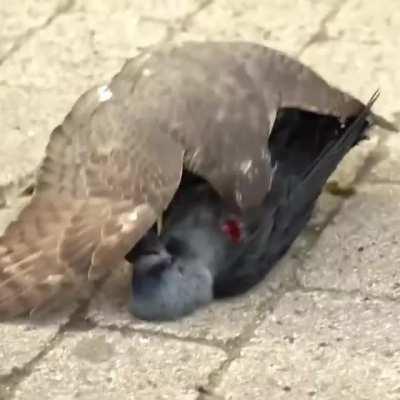 A Northern Goshawk performs open-heart surgery on a living Corvid he's captured.