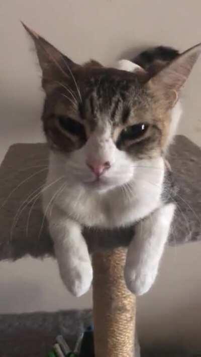 When I adopted her, the original name was Yeller in Romenian, I wonder why