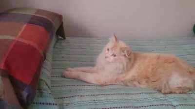 I just started playing Stray on PC and he's already curious about it