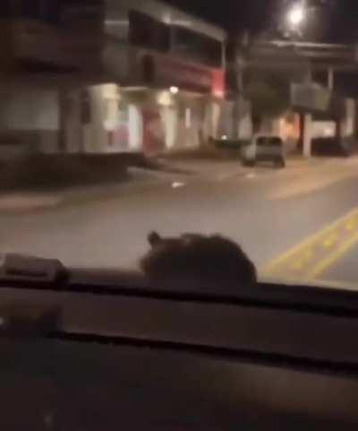 Tadinho do ratatouille 