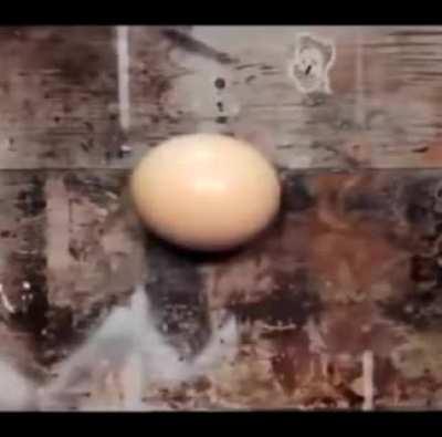 ostrich egg