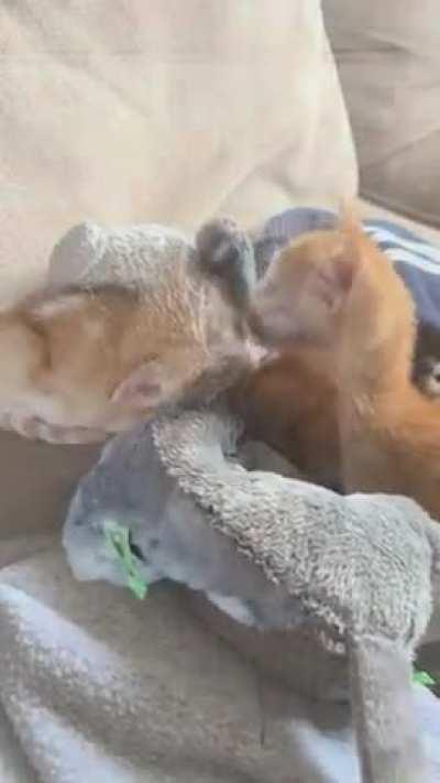 Felt bad my solo foster didn’t have a friend, so I gave them one of my stuffed cats and…