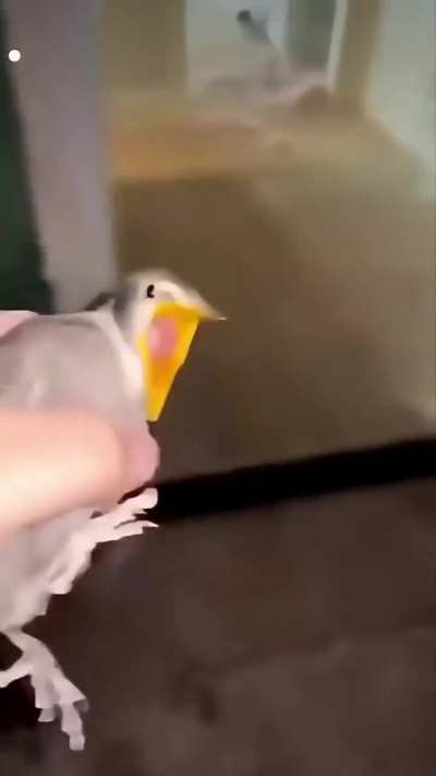 Daily (possibly reposted) shitpost #646