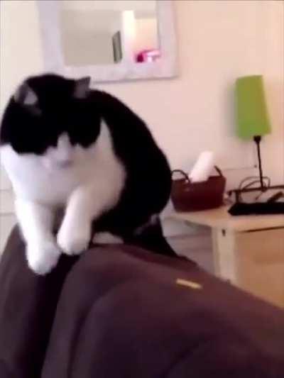 Коты и дуриан