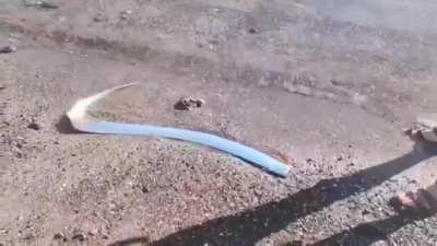 This rarely seen deep-sea creature, known as the doomsday fish, washed ashore in Mexico.