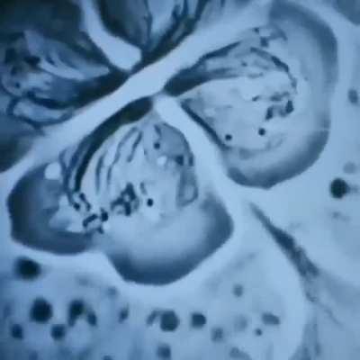 Meiosis under a microscope