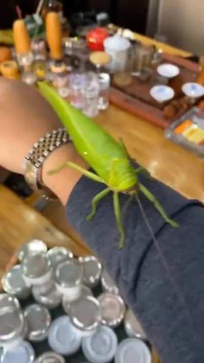 Katydid that sounds like a bird 🤯...pretty for a little bug too