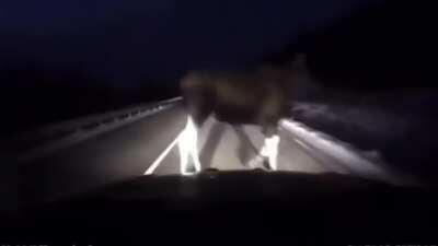 Cow🤫🤫🤨🤨😂😂🙄