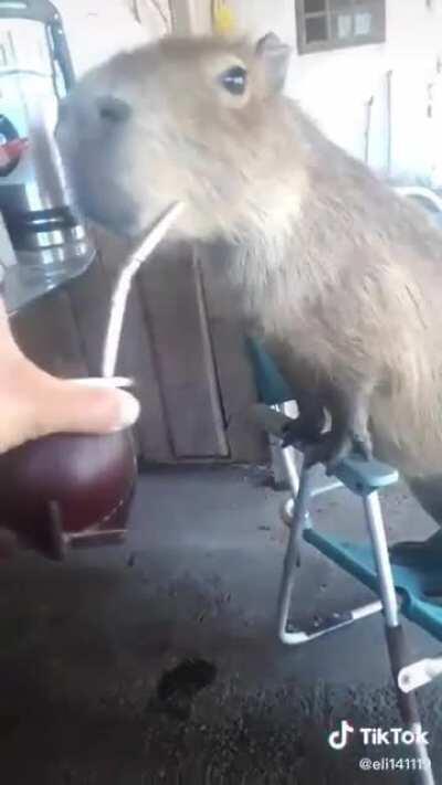No Uruguai ta tendo mate pra capivara também