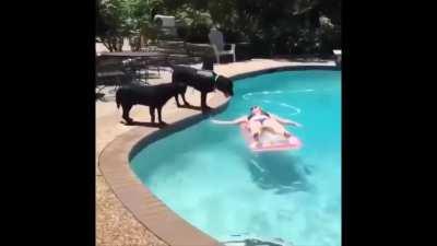 LaNd kIlLer WhAlE atTacKs