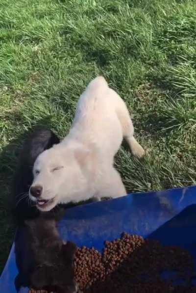 Wolf dog puppy is very thankful for their meal
