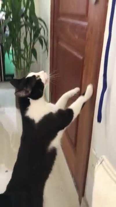 My cat thinks he is going to be trapped forever if we don't let him out for 5 minutes