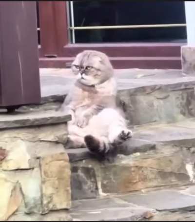 Пушистый, как же мы тебя понимаем...