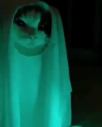Spooky Kitty