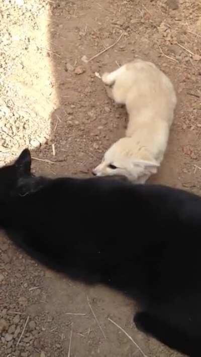 Fennec Fox reunited with his best friend William the black cat