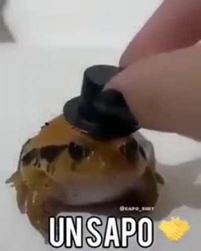 Un sapo