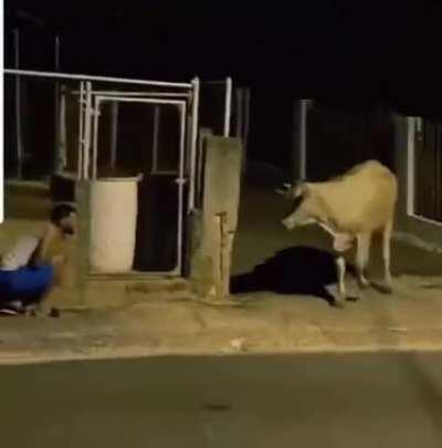 The cow really got scared